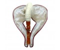 Block Meerschaum women motifed pipe
